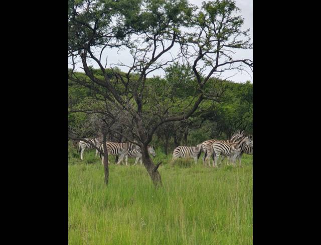 20,000,000M² FARM FOR SALE IN ESTCOURT RURAL